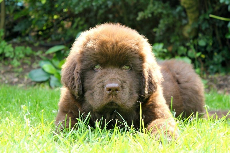 The huge Newfoundland is the very definition of a gentle giant. Their lack of aggression means that they are known as 'nanny dogs' due to their gentle nature and the fact that they get on so well with young children.