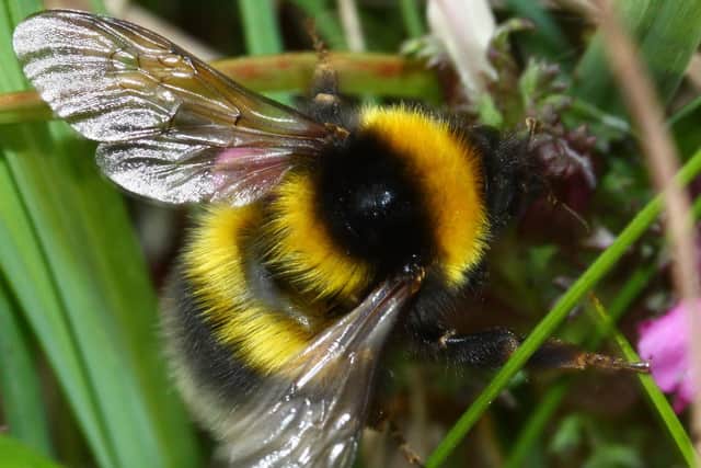 Garden bumblebees usually make their appearance around May in Scotland. Picture: Gus Jones