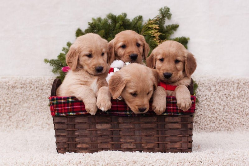 Figa is the top choice for female dogs in Poland.