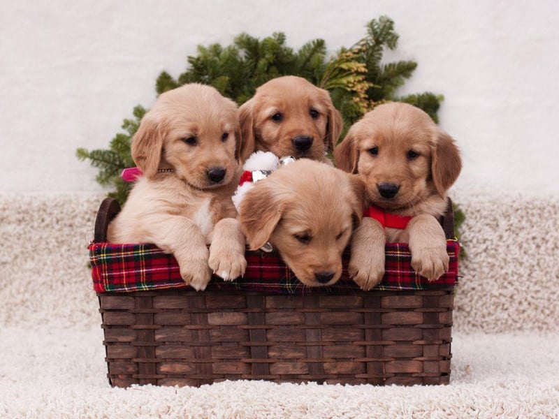 Figa is the top choice for female dogs in Poland.
