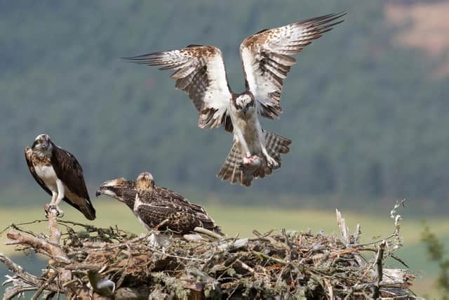 Bellfield Brewery hope their osprey nest will be used by a breeding pair.