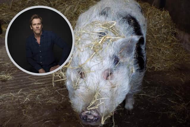 Kevin Bacon has joined an appeal to help find pig Kevin Bacon a home