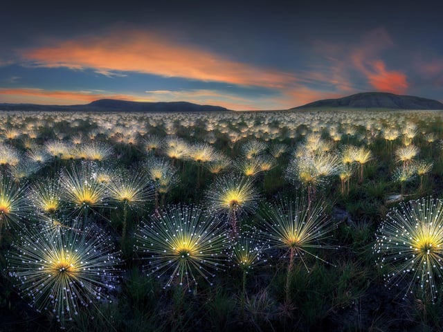 A field of wild pepalanthus, a rare flower that grows only in a few places in the Cerrado, the Brazilian savannah.