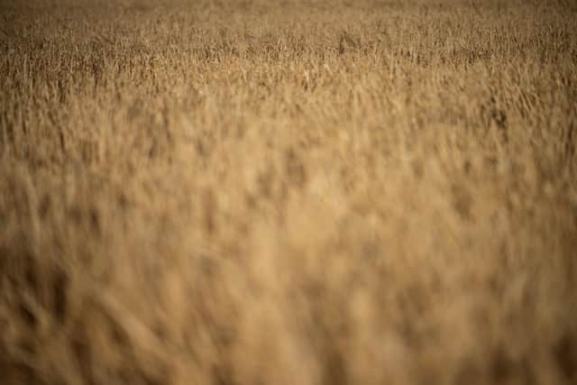 The Munro’s farm supplies the whisky industry with barley and has done for almost 250 years. (Photo by BEN STANSALL/AFP via Getty Images)