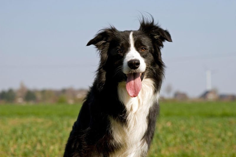 The lively and loveable Border Collie used to suffer frem several genetic conditions but DNA testing by breeders has helped eliminate many of them, meaning they tend to now be one of the healthiest breeds. Deafness and epilepsy are the two most common conditions to still affect them