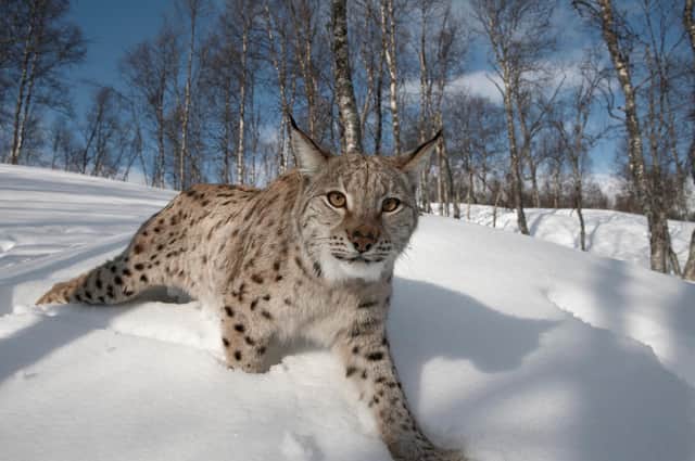 The European lynx was once native to Scotland, but has been extinct here for around 1,300 years. Photograph: Peter Cairns/Scotland: The Big Picture