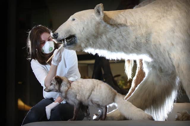 Collections care manager Anna Starkey brushes a polar bear in preparation for the reopening of the National Museum of Scotland on 19 August.