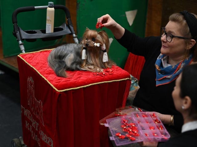 Women discuss accessories to adorn a Yorkshire Terrier dog before being judged on the final day of the Crufts dog show.