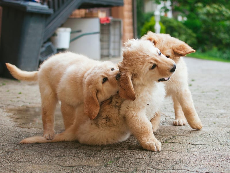 Rosie is the UK's eighth most popular female dog name. A shortened version of the name Rosalind, it means 'beautiful rose' and is of German origin.