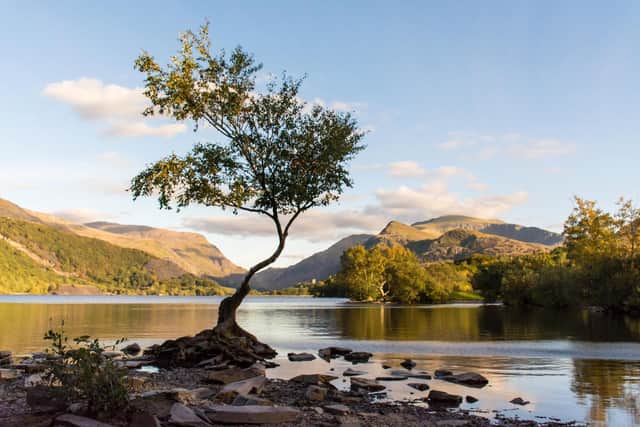 The lonely tree at Llyn Padarn, Snowdonia, Wales. Pic: Alamy/PA.