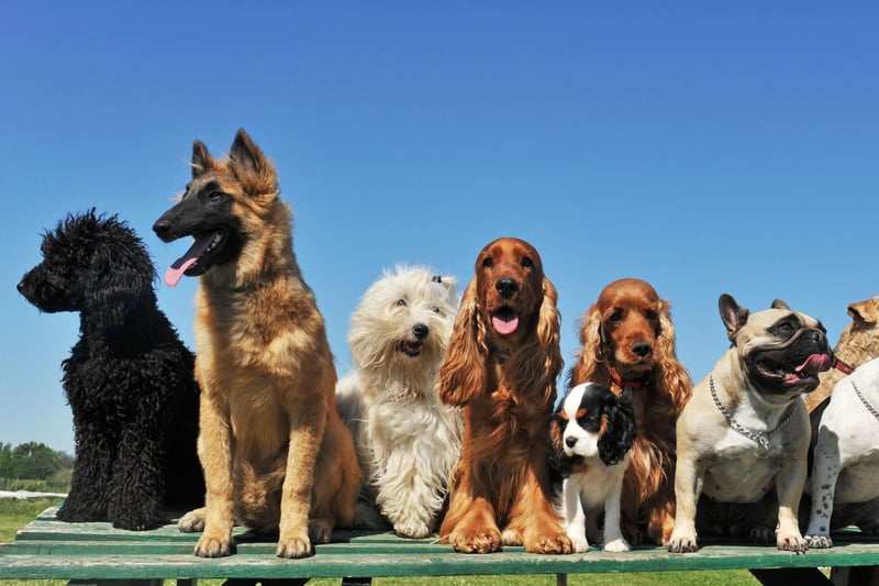 There are now around 12 million dogs in the UK, making them the joint most popular pet. The most popular breed of dog is the Labrador Retriever.