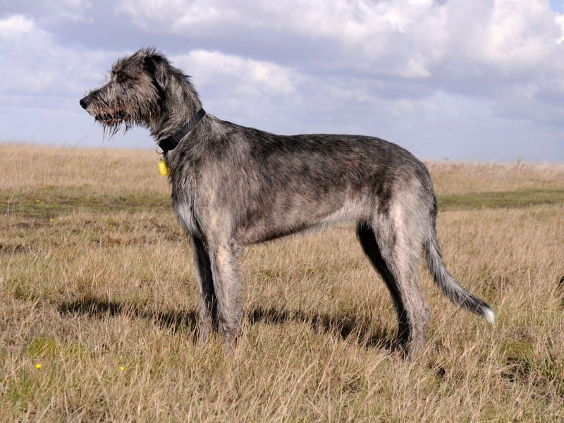 Another breed of hunting dog, the Irish Wolfhound, as its name would suggest, was capable of bettering wolves - as well as deer and boar. As well as being strong, they also hold the title of the world's tallest dog.