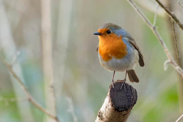 The robin is one of the nation's favourite birds, and can cheer up even the darkest days
