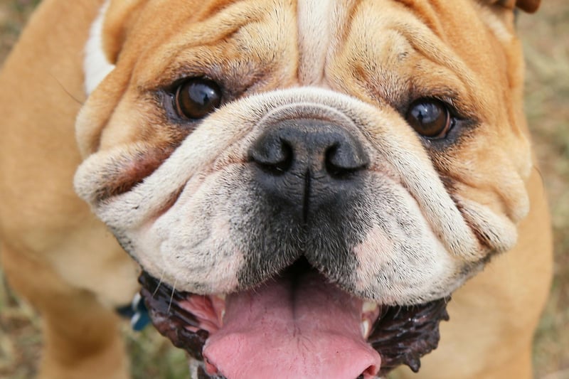 Perhaps the reason the gorgeous Bulldog appears so high on this list is that they are well known for being very lazy - preferring to curl up on the couch instead of running around being smart like a Labrador or Border Collie.