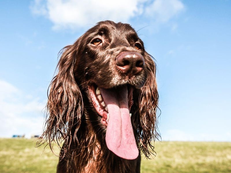 There are actually two different breeds of Cocker Spaniel - the American Cocker Spaniel and the English Cocker Spaniel. They share a love of getting delightfully grubby.