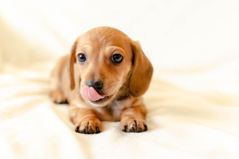 Completing the top 5 Dachshund names is Minnie. It's a Hebrew name meaning 'wished-for child'.