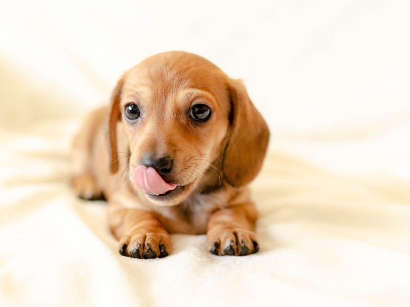 Completing the top 5 Dachshund names is Minnie. It's a Hebrew name meaning 'wished-for child'.