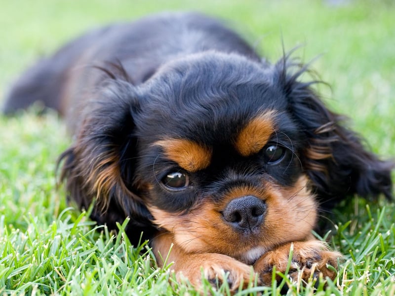 A Cavalier King Charles Spaniel called Alansmere Aquarius won Best in Breed at Crufts in 1973.