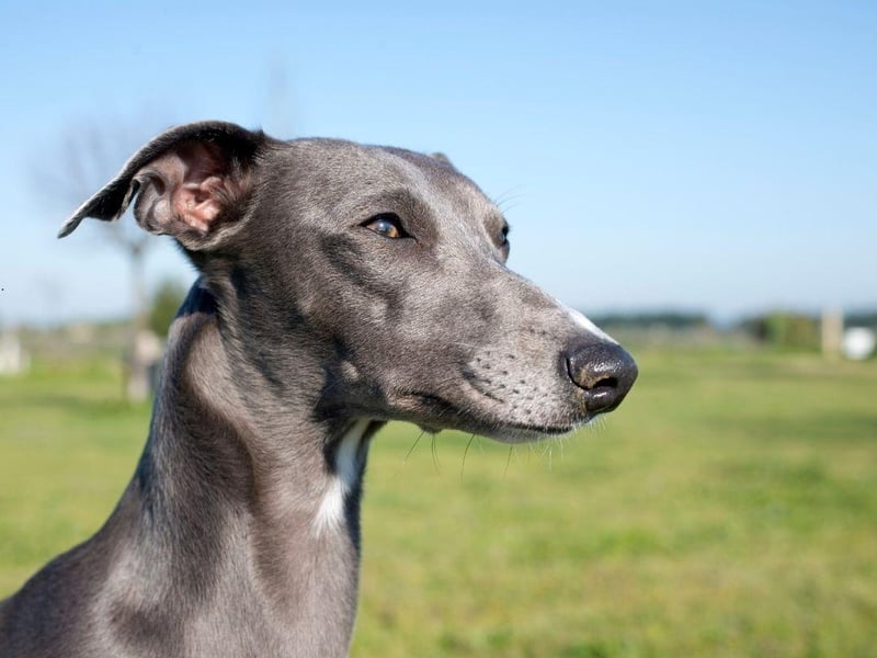 Whippets are a slightly strange mix - a dog that loves to run but who also adore napping much of the day away. They have a natural attachment to people and are very friendly, particularly with children and visitors to their home.