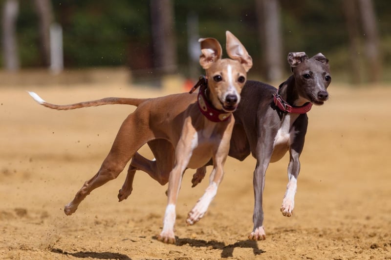 Greyhounds haven't always been most famous for racing - they were originally bred for hare coursing and hunting. In the 1920s the sport was introduced to both the United States and United Kingdom, instantly becoming hugely popular with the general public.
