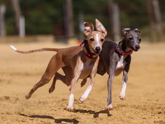 Greyhounds haven't always been most famous for racing - they were originally bred for hare coursing and hunting. In the 1920s the sport was introduced to both the United States and United Kingdom, instantly becoming hugely popular with the general public.