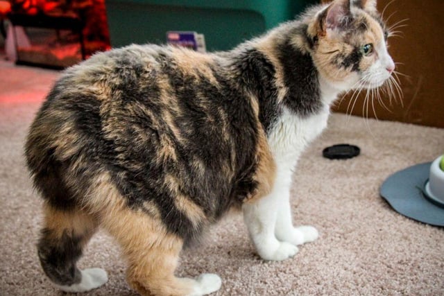 The adorable Manx has a very short tail, or sometimes none at all. They are shy, but get attached easily once they are used to you, which results in calm, social and active playtime.
