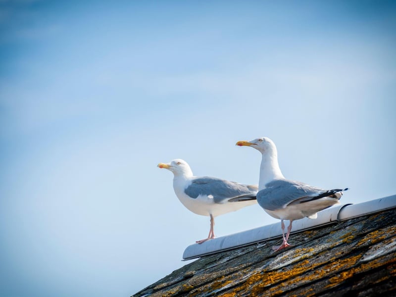 March sees herring gulls return to their breeding grounds which, in recent decades, has increasingly meant city roofs. They are noisy and cause a mess, but if you have a view of a nest from your window you'll be able to watch the bird's entire lifecycle play out in front of you - from the egg hatching to the fledgling birds taking flight for the first time.