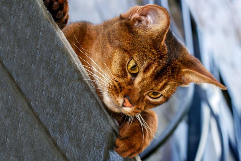 This charming breed of cat is a real athlete and loves a run around. Occasionally mischievous, the Abyssinian is often referred to as "the clown" breed of cat.
