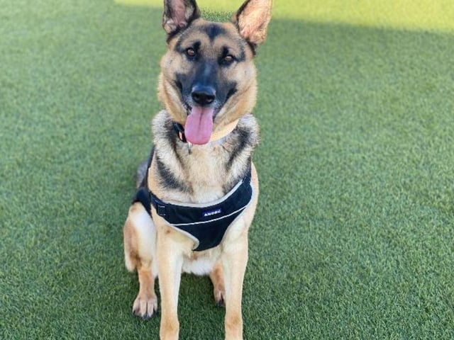 No, there's only one of her! Gemini simply cannot sit still, she's got bundles of energy and love to give out, but would benefit from being the only pet in the house. She'll need plenty of walks, too.