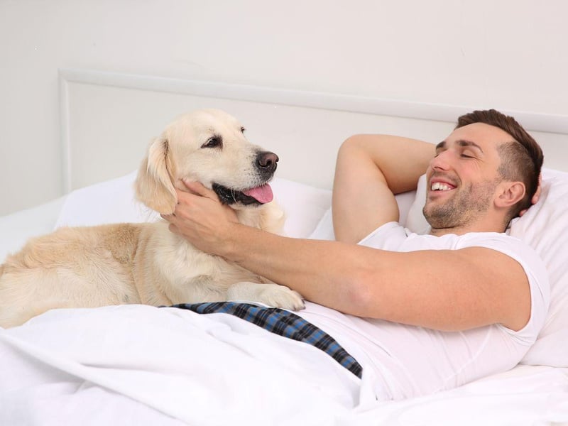 The first controversial entry on this list is the Labrador Retriever - the world's most popular dog. They may be supremely cuddly and loving but they shed lots of fur and also have a tendency to be quite energetic.