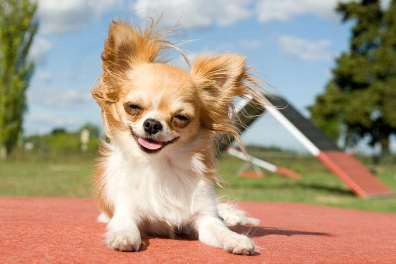 Another small dog able to provide support in most social settings, the Chihuahua needs little in the way of exercise so is perfect for people who are less mobile.