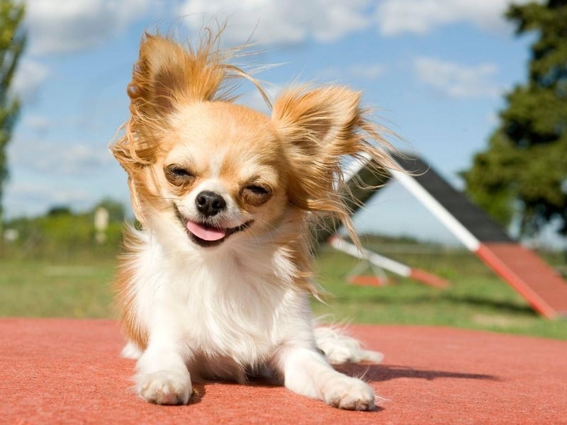 Another small dog able to provide support in most social settings, the Chihuahua needs little in the way of exercise so is perfect for people who are less mobile.