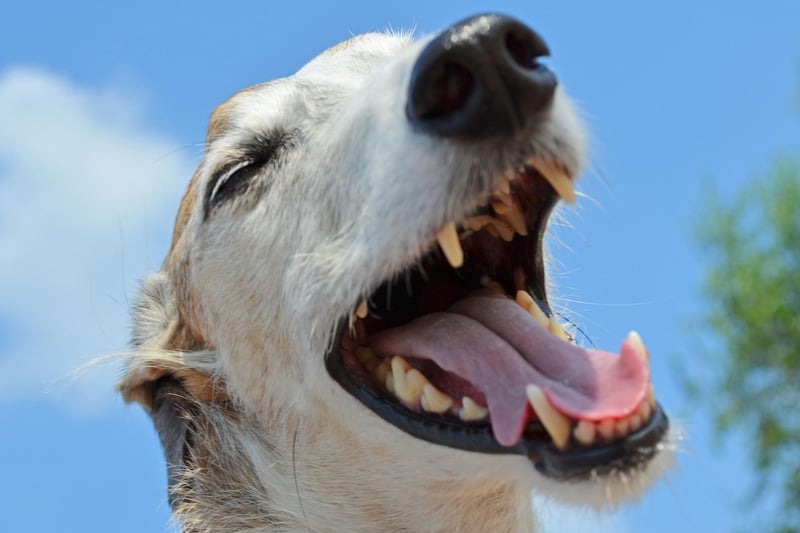 It may seem to be obvious that the Greyhound got its name by simply being a grey dog, but that's not the case. Prominent linguists believe that they name actually translates as 'fair dog' and comes from the Old English moniker 'grighund'.