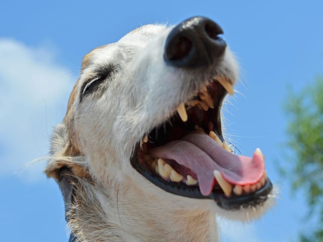 It may seem to be obvious that the Greyhound got its name by simply being a grey dog, but that's not the case. Prominent linguists believe that they name actually translates as 'fair dog' and comes from the Old English moniker 'grighund'.