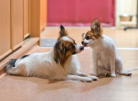 How much do you know about the cute Papillon breed of dog?