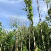 Ash Dieback Disease iss now regarded as the most significant tree disease to affect broadleaved trees in the UK in recent years