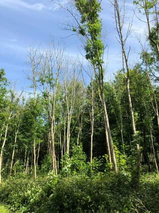 Ash Dieback Disease iss now regarded as the most significant tree disease to affect broadleaved trees in the UK in recent years