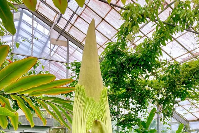 New Reekie: the spectacular Amorphophallus titanum (titan arum) is one of the star attractions at the Royal Botanic Garden Edinburgh 
Pic: RBGE / Saltire News