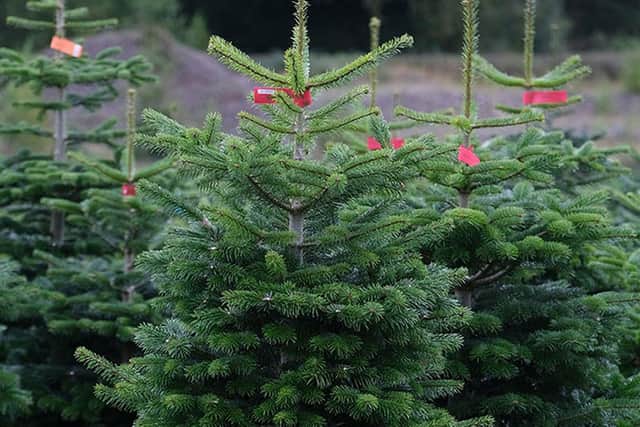 Retailers warn of potential Christmas tree shortage