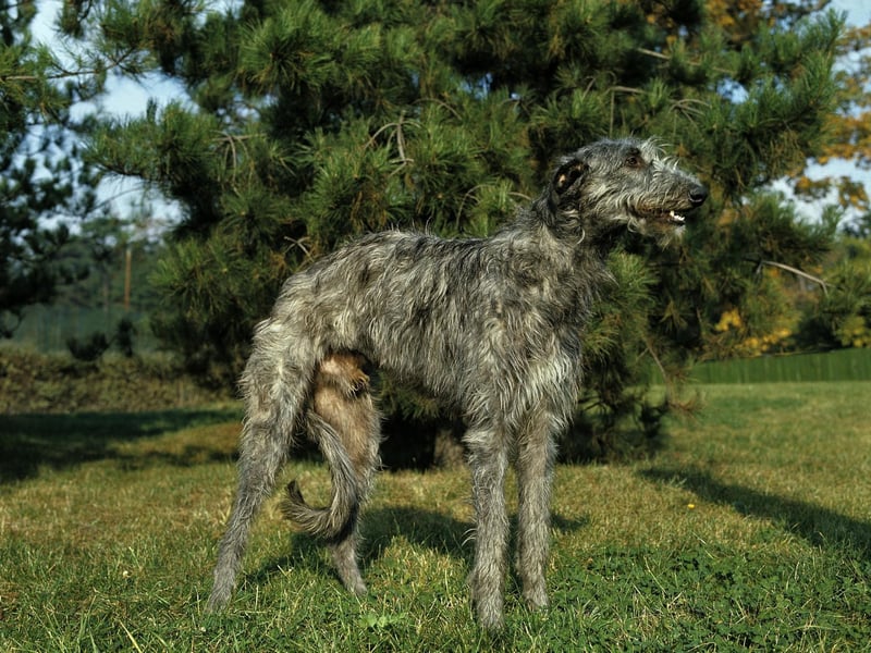 Originally bred to hunt red deer, the Scottish Deerhound stands at between 28-35 inches tall.