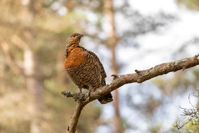 Cairngorms National Park is home to almost 90 per cent of Scotland's surviving capercaillies - this female was spotted in woodlands in the region