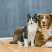 Need a cat breed that is likely to get along with a cute dog?