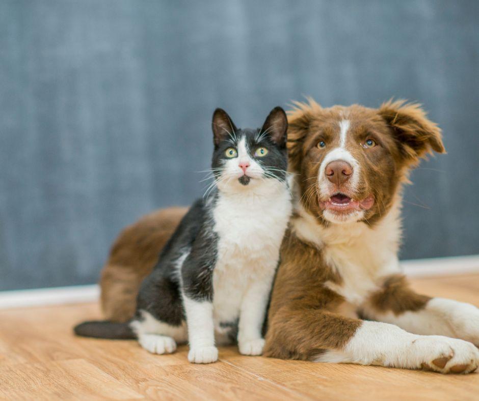 cute cats and dogs together