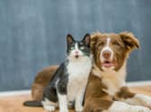 Need a cat breed that is likely to get along with a cute dog?