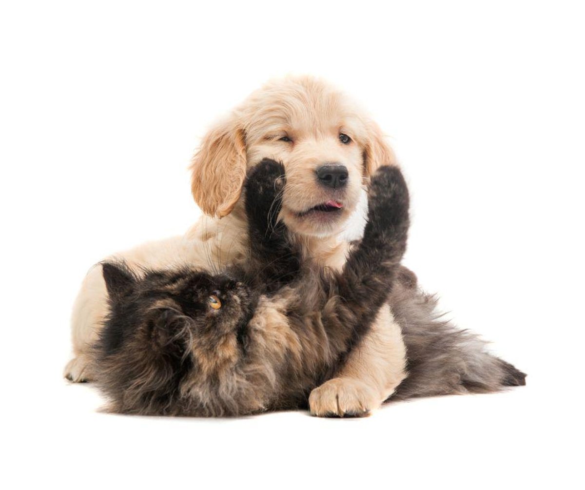 Best Cat Breeds for Homes with Dogs 2023: Here are 9 of the most friendly  breeds of cat | The Scotsman