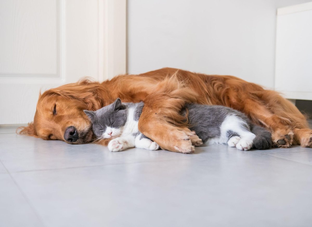 Cute Cats Hugging Dogs: The 9 most clingy kitty cats who mix well with most loyal dogs