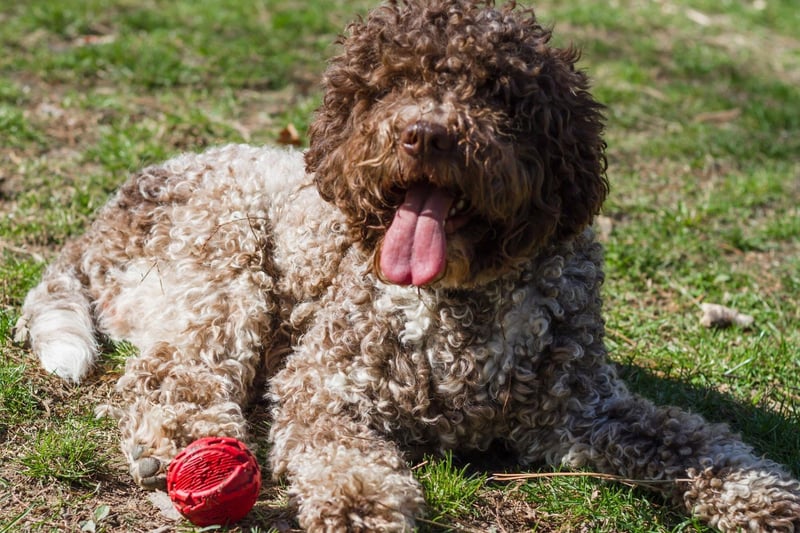 An ancient breed though to be the canine from which all water dogs are descended, the Lagotto Romagnolo is now prized for its ability to sniff out precious truffles.