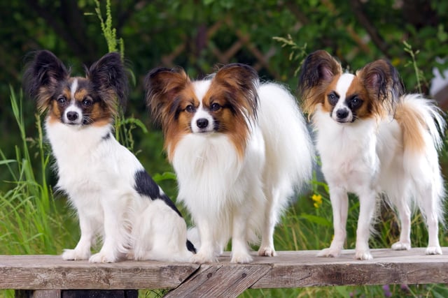 A flitter, or flutter, of Papillons is the name given to a group of these adorable dogs known for their butterfly-like ears.