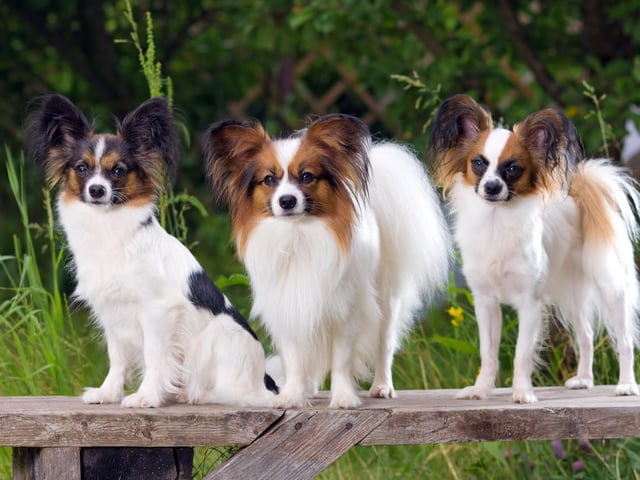 A flitter, or flutter, of Papillons is the name given to a group of these adorable dogs known for their butterfly-like ears.