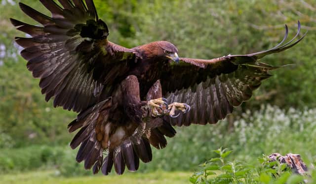 Golden eagles have successfully hatched a chick or chicks on a nest on the Orkney island of Hoy (Picture: Getty Images/iStockphoto)